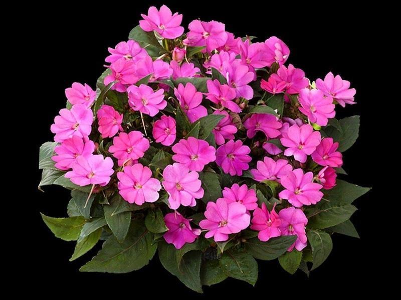 SunPatiens – Uma flor revolucionária no paisagismo